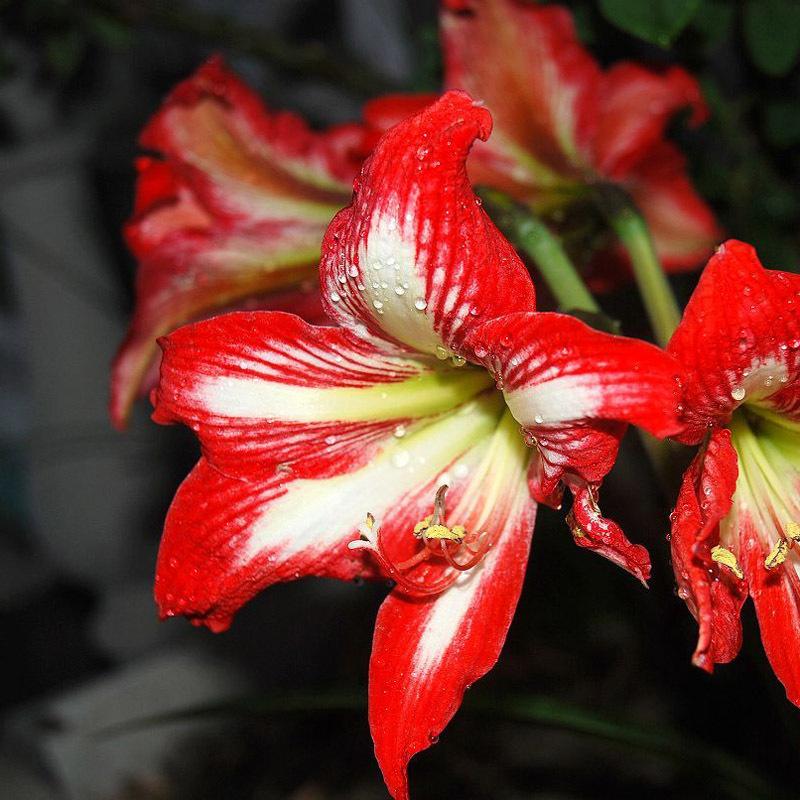 2019 Real Top Fashion Outdoor Plants Seeds Gorgeous Color Flower